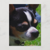 Chihuahua Pup Postkarte (Vorderseite)