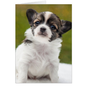 Chihuahua Puppy
