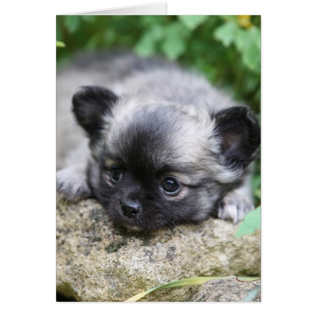 Chihuahua Puppy (Vorne)