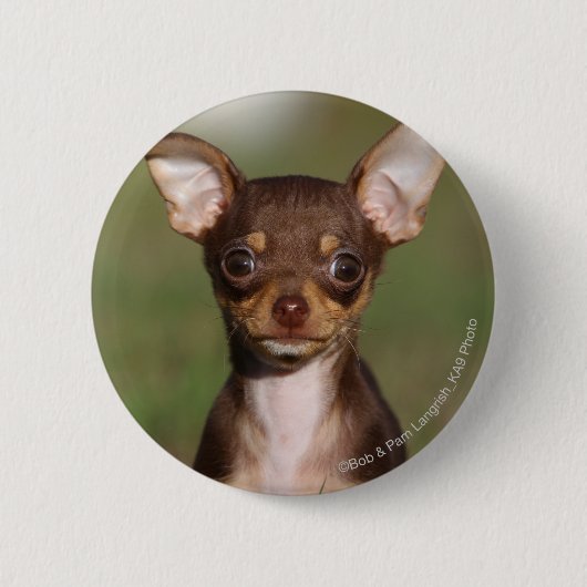 Chihuahua Puppy betrachtet Kamera Button (Vorderseite)