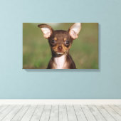 Chihuahua Puppy betrachtet Kamera Leinwanddruck (Insitu (Holzboden))