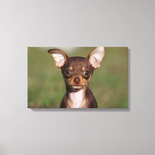 Chihuahua Puppy betrachtet Kamera Leinwanddruck (Vorderseite)