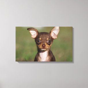 Chihuahua Puppy betrachtet Kamera Leinwanddruck