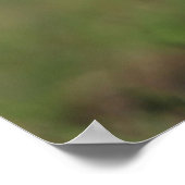 Chihuahua Puppy betrachtet Kamera Poster (Ecke)