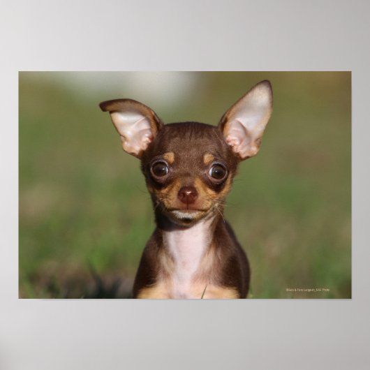 Chihuahua Puppy betrachtet Kamera Poster (Vorne)