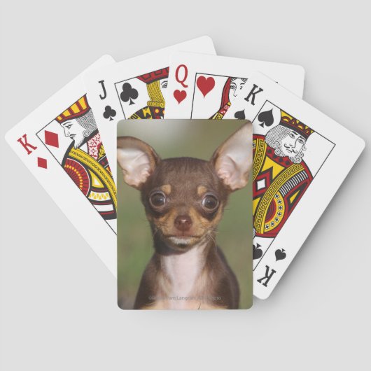 Chihuahua Puppy betrachtet Kamera Spielkarten (Rückseite)
