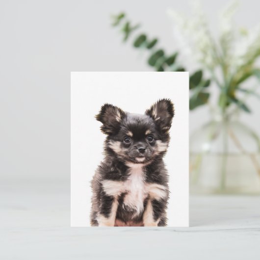 Chihuahua Puppy Dog Postkarte (Stehend Vorderseite)