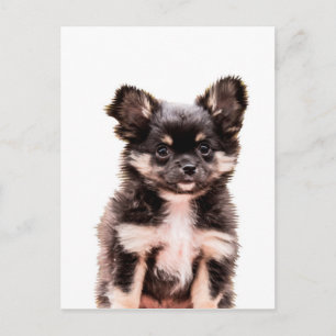 Chihuahua Puppy Dog Postkarte