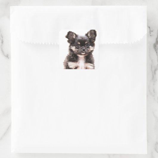Chihuahua Puppy Dog Quadratischer Aufkleber (Tasche)