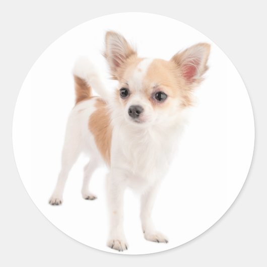 Chihuahua Puppy Dog Stickers / Siegel (Vorderseite)