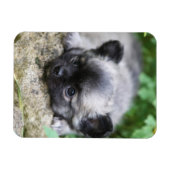 Chihuahua Puppy Magnet (Horizontal)