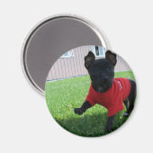 Chihuahua Puppy Magnet (Vorderseite/Rückseite)