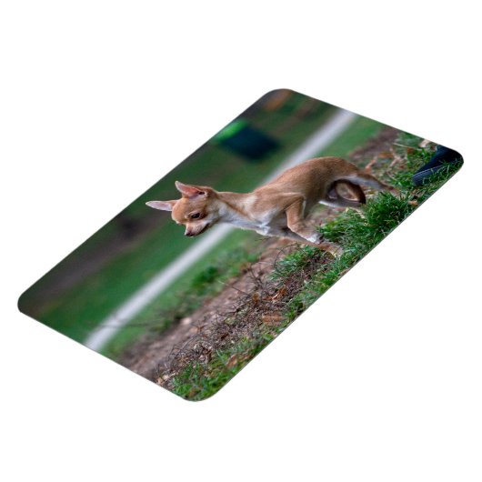 Chihuahua Puppy Magnet (Linke Seite)