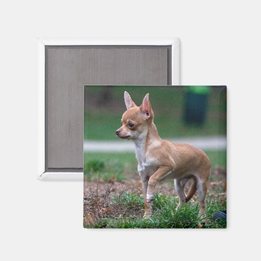 Chihuahua Puppy Magnet (Vorderseite/Rückseite)
