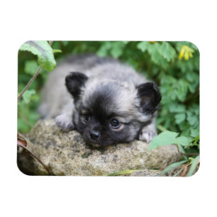 Chihuahua Puppy Magnet