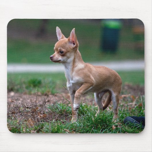 Chihuahua Puppy Mousepad (Vorne)
