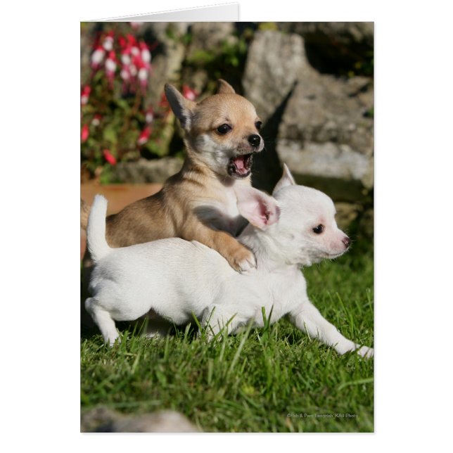 Chihuahua Puppy Playing (Vorne)