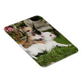 Chihuahua Puppy Playing Magnet (Rechte Seite)