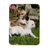 Chihuahua Puppy Playing Magnet (Vertikal)
