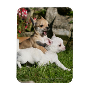 Chihuahua Puppy Playing Magnet