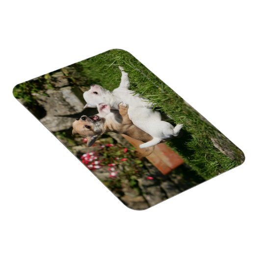 Chihuahua Puppy Playing Magnet (Rechte Seite)