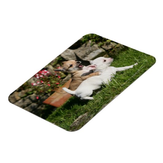 Chihuahua Puppy Playing Magnet (Linke Seite)