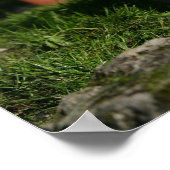 Chihuahua Puppy Playing Poster (Ecke)