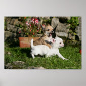 Chihuahua Puppy Playing Poster (Vorne)