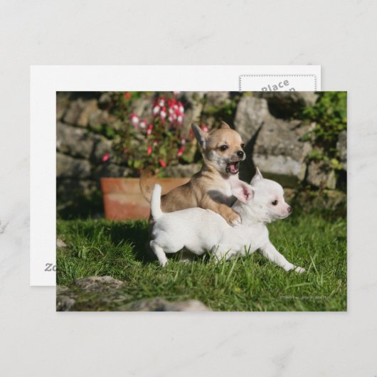 Chihuahua Puppy Playing Postkarte (Vorne/Hinten)
