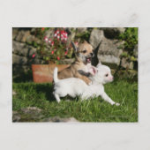 Chihuahua Puppy Playing Postkarte (Vorderseite)