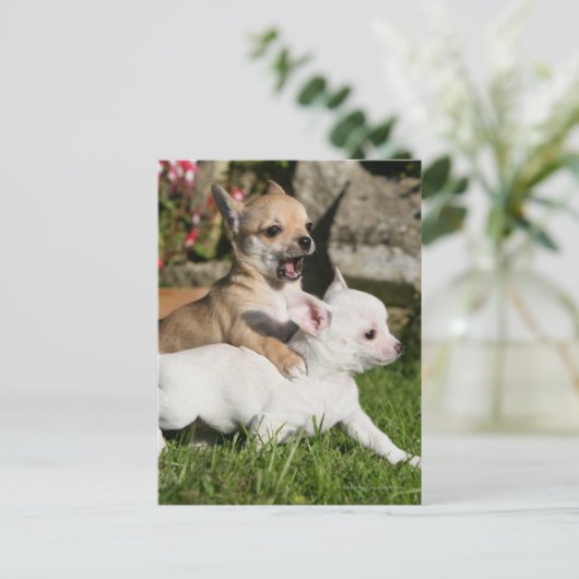 Chihuahua Puppy Playing Postkarte (Stehend Vorderseite)