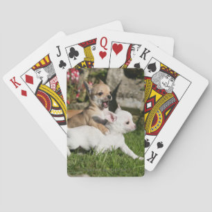 Chihuahua Puppy Playing Spielkarten