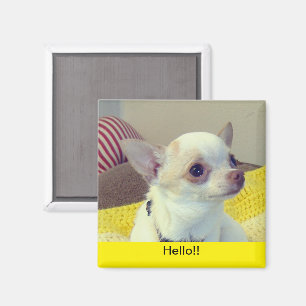 Chihuahua Puppy Portrait Magnet