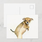Chihuahua Puppy Postcard Postkarte (Vorne/Hinten)