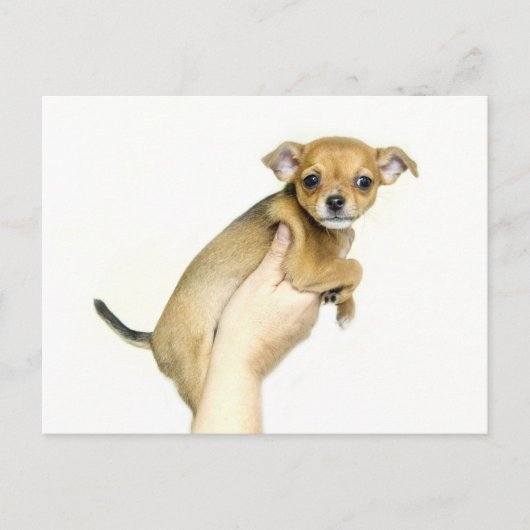 Chihuahua Puppy Postcard Postkarte (Vorderseite)