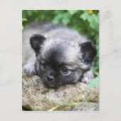 Chihuahua Puppy Postkarte (Vorderseite)
