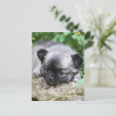 Chihuahua Puppy Postkarte (Stehend Vorderseite)