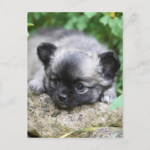 Chihuahua Puppy Postkarte