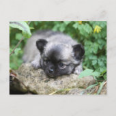 Chihuahua Puppy Postkarte (Vorderseite)