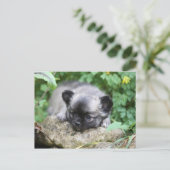 Chihuahua Puppy Postkarte (Stehend Vorderseite)