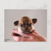 Chihuahua Puppy Postkarte (Vorderseite)