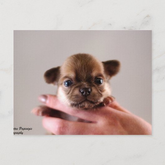 Chihuahua Puppy Postkarte (Vorderseite)