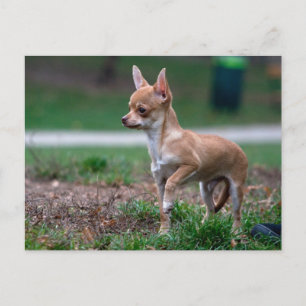 Chihuahua Puppy Postkarte