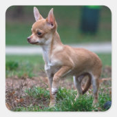 Chihuahua Puppy Quadratischer Aufkleber (Vorderseite)