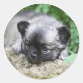 Chihuahua Puppy Runder Aufkleber (Vorderseite)