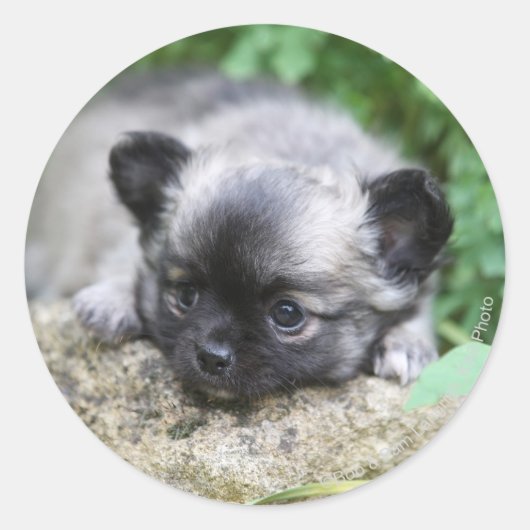 Chihuahua Puppy Runder Aufkleber (Vorderseite)