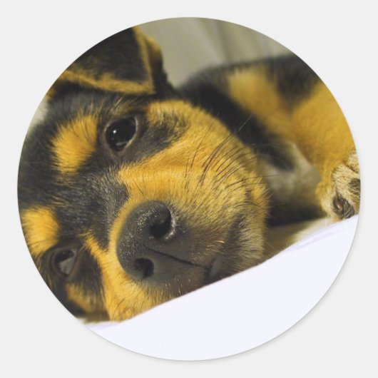 Chihuahua Puppy Stickers (Vorderseite)