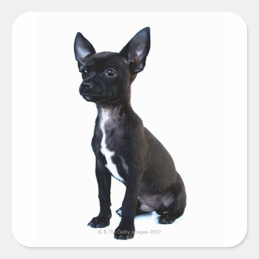 Chihuahua Quadratischer Aufkleber (Vorderseite)
