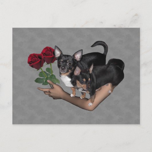 Chihuahua-Rose Postcard Postkarte (Vorderseite)