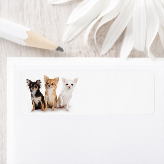 Chihuahua-Rücksendeadresse (Insitu)